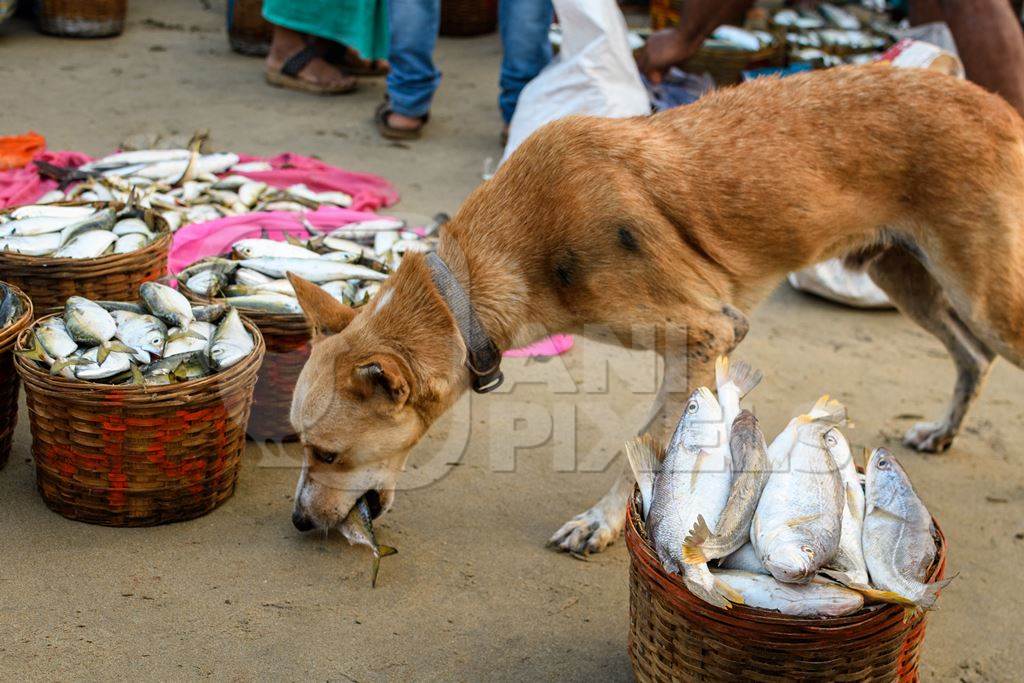 Indian street dog or stray pariah dog eating a fish at Malvan fish market on beach in Malvan, Maharashtra, India, 2022