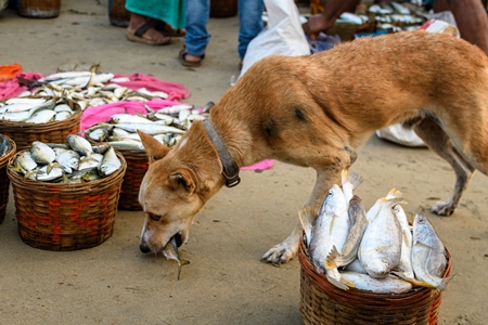 Indian street dog or stray pariah dog eating a fish at Malvan fish market on beach in Malvan, Maharashtra, India, 2022