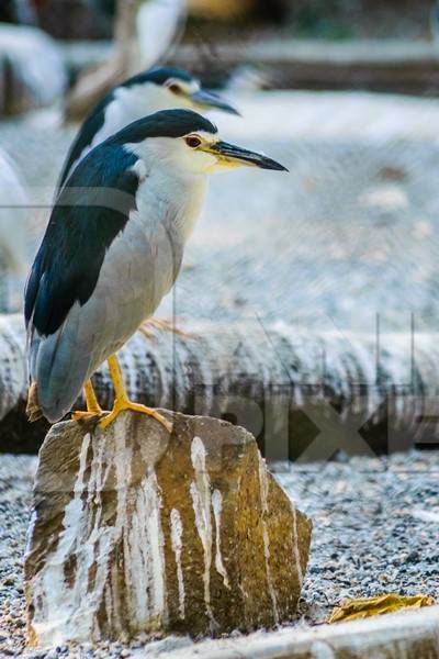 Black-crowned night heron bird in dirty enclosure at Byculla zoo