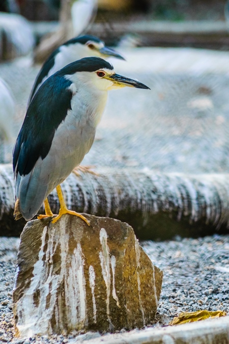 Black-crowned night heron bird in dirty enclosure at Byculla zoo