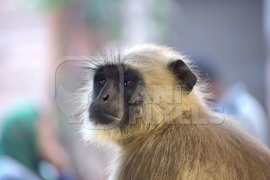 Photo of face of Indian langur monkey, India