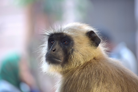 Photo of face of Indian langur monkey, India