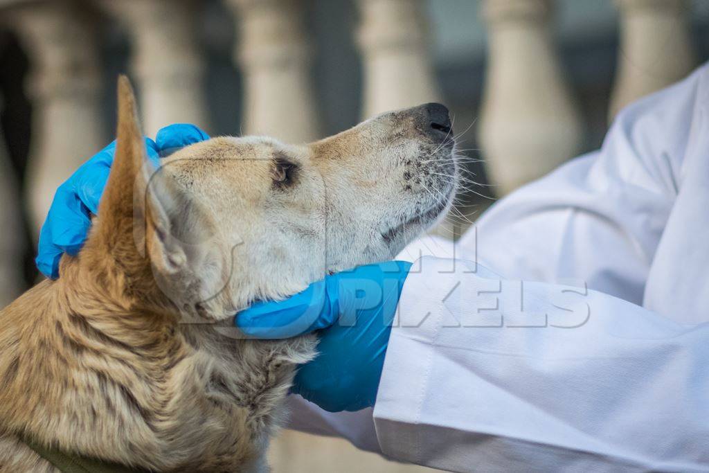 Veterinarian treating a street dog on the street in a city