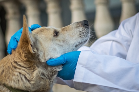 Veterinarian treating a street dog on the street in a city