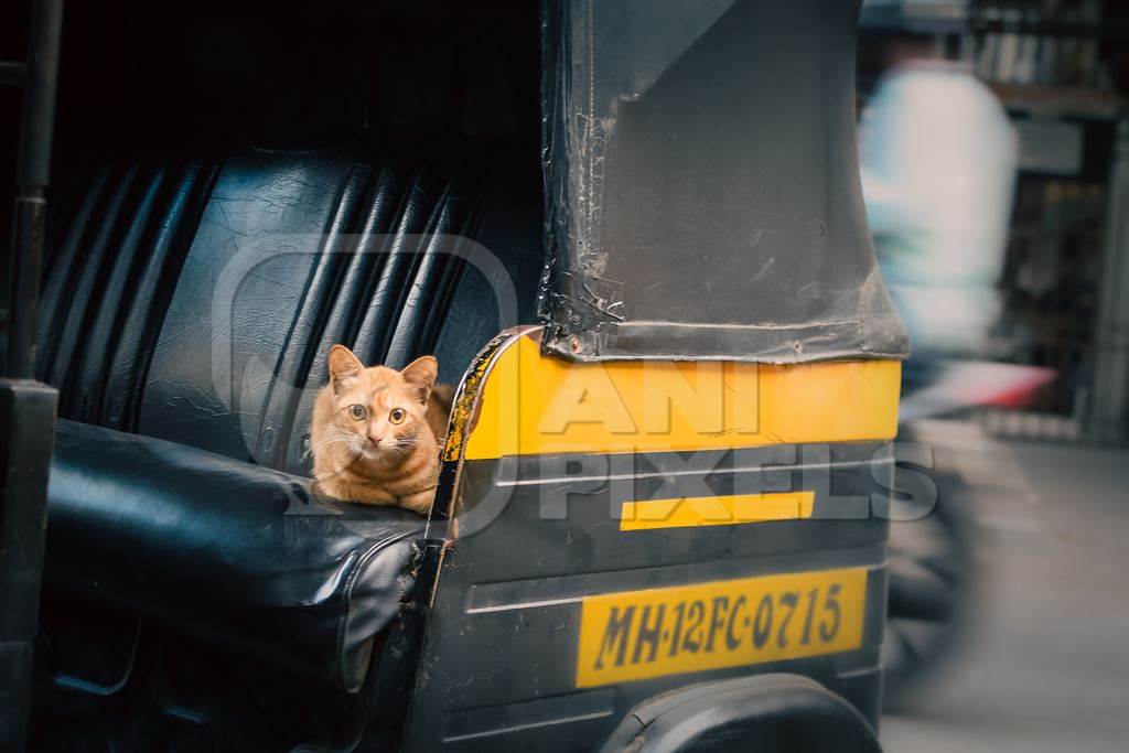 Small ginger cat kitten sitting in back of auto rickshaw in city of Pune, Maharashtra, India, 2021