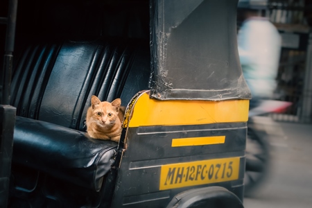 Small ginger cat kitten sitting in back of auto rickshaw in city of Pune, Maharashtra, India, 2021