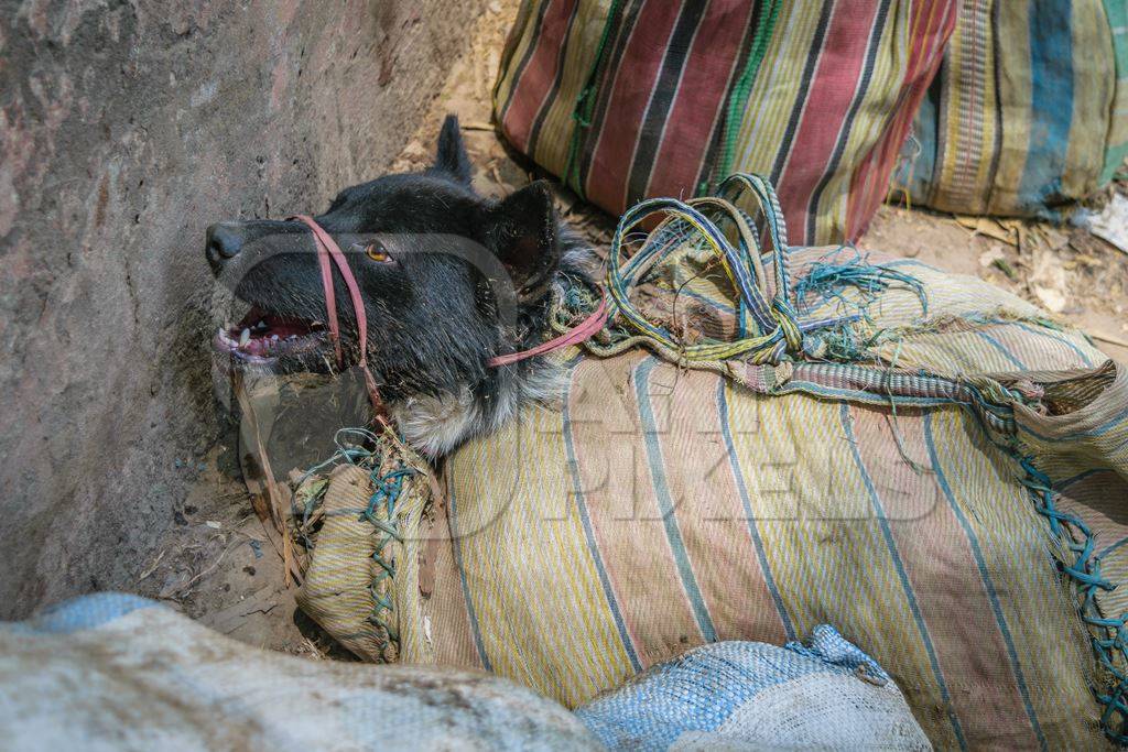 Dog crying tied up in sacks on sale for meat at dog market