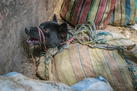 Dog crying tied up in sacks on sale for meat at dog market