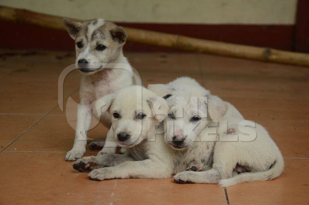 Litter of three small white street puppies
