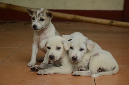 Litter of three small white street puppies