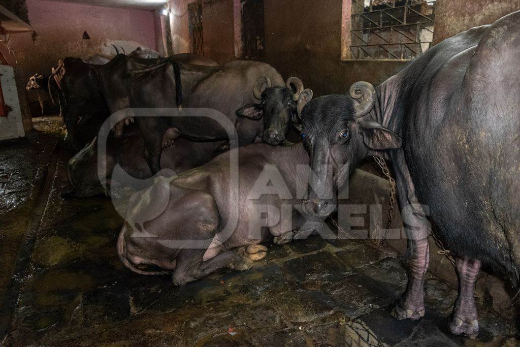 Farmed buffaloes chained up in a dirty urban dairy in the city of Pune