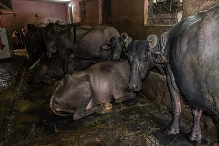 Farmed buffaloes chained up in a dirty urban dairy in the city of Pune