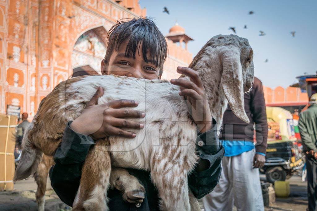 Boy holding small cute baby goat in the city of Jaipur with orange background