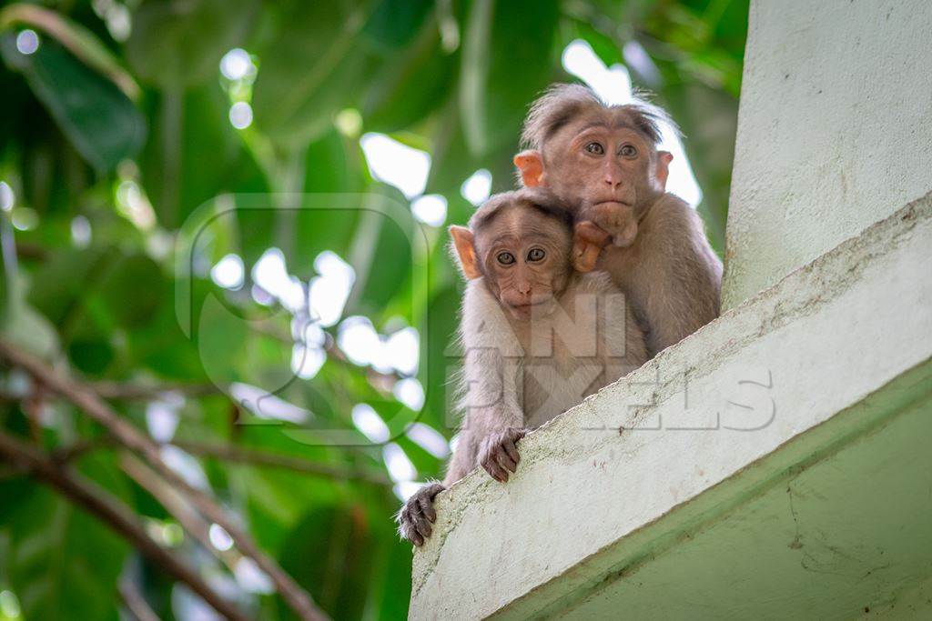 Two macaque monkeys mother and baby sitting on the ledge of a building with green trees in the background in Kerala, India