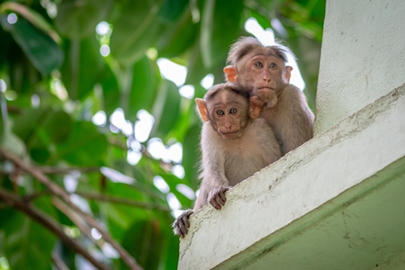 Two macaque monkeys mother and baby sitting on the ledge of a building with green trees in the background in Kerala, India