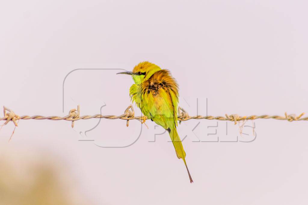 Indian green bee-eater bird sitting on a wire with blue sky background in the rural countryside of the Bishnoi villages in Rajasthan in India