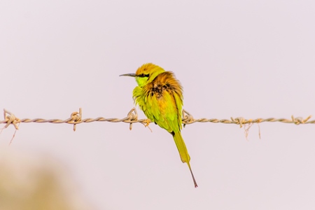 Indian green bee-eater bird sitting on a wire with blue sky background in the rural countryside of the Bishnoi villages in Rajasthan in India