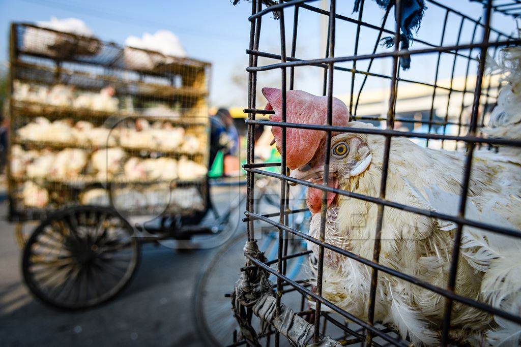 Indian broiler chicken looking out of a cage on a motorbike at Ghazipur murga mandi, Ghazipur, Delhi, India, 2022