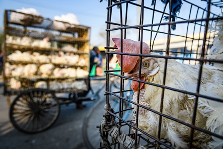 Indian broiler chicken looking out of a cage on a motorbike at Ghazipur murga mandi, Ghazipur, Delhi, India, 2022