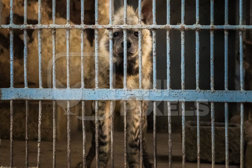 Hyena looking through bars of dirty dark cage in Byculla zoo