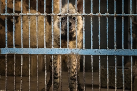 Hyena looking through bars of dirty dark cage in Byculla zoo