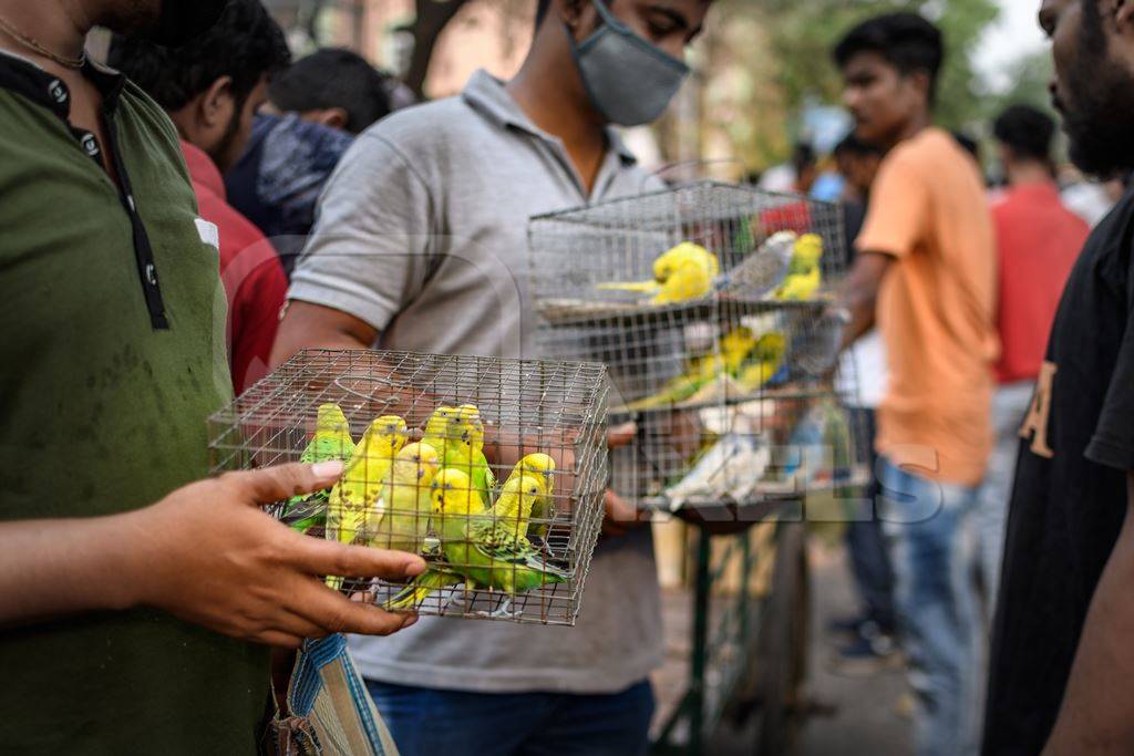 Caged budgerigar birds on sale in the pet trade by bird sellers at Galiff Street pet market, Kolkata, India, 2022