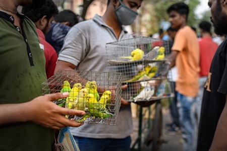 Caged budgerigar birds on sale in the pet trade by bird sellers at Galiff Street pet market, Kolkata, India, 2022