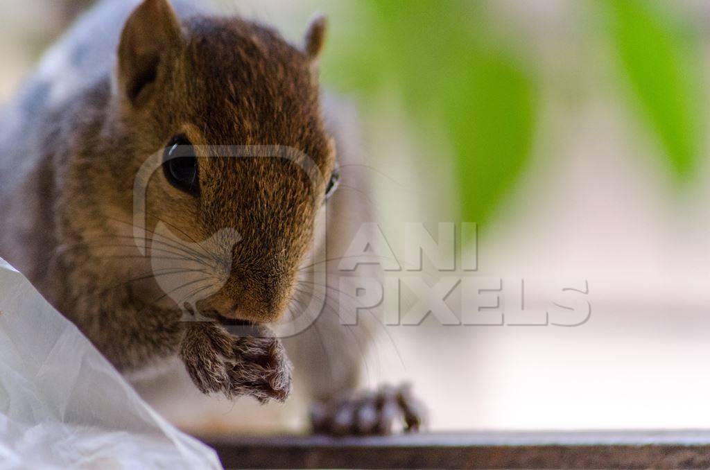 Indian palm squirrel eating