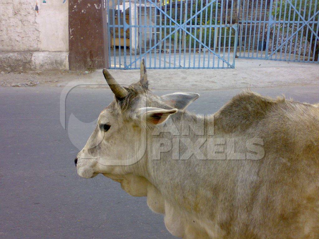 Cream street cow walking along road