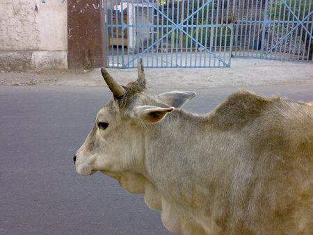 Cream street cow walking along road