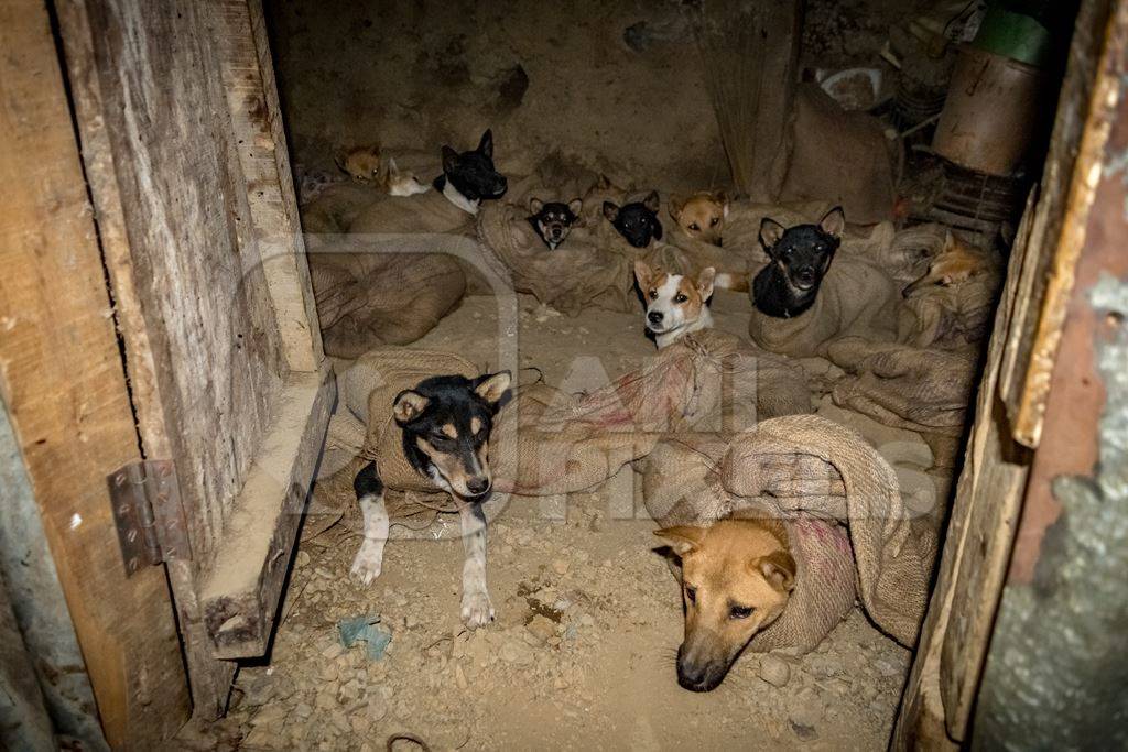 Indian dogs tied up in sacks at a dog meat market in Nagaland, India, 2018