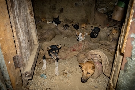 Indian dogs tied up in sacks at a dog meat market in Nagaland, India, 2018