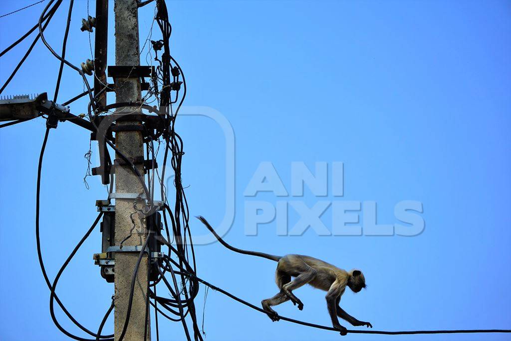 Langur walking along cables with blue sky background