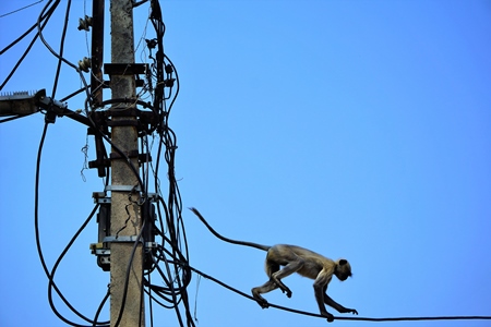 Langur walking along cables with blue sky background