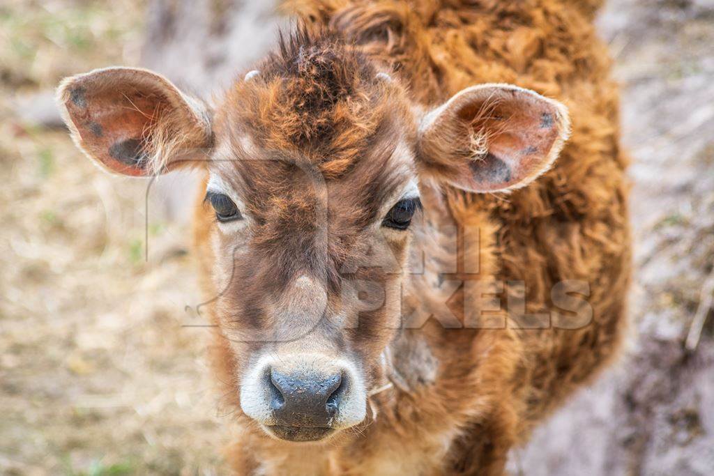 Sweet young baby brown calf on a rural dairy farm in Ladakh, Himalayas