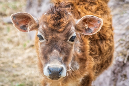 Sweet young baby brown calf on a rural dairy farm in Ladakh, Himalayas