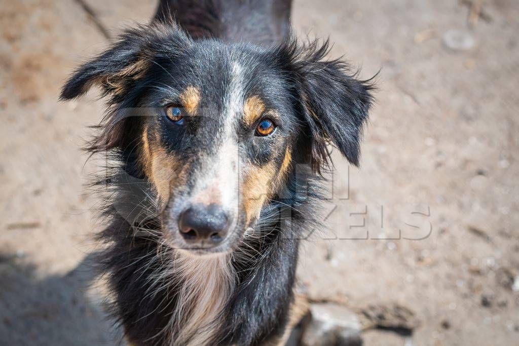 Face of  Indian street or stray dog looking up at camera in urban city in India