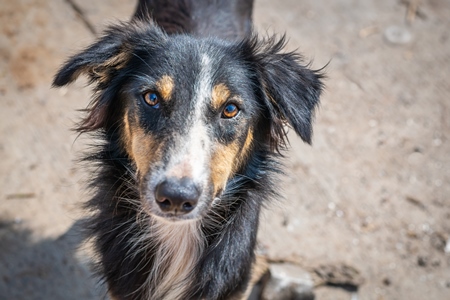 Face of  Indian street or stray dog looking up at camera in urban city in India