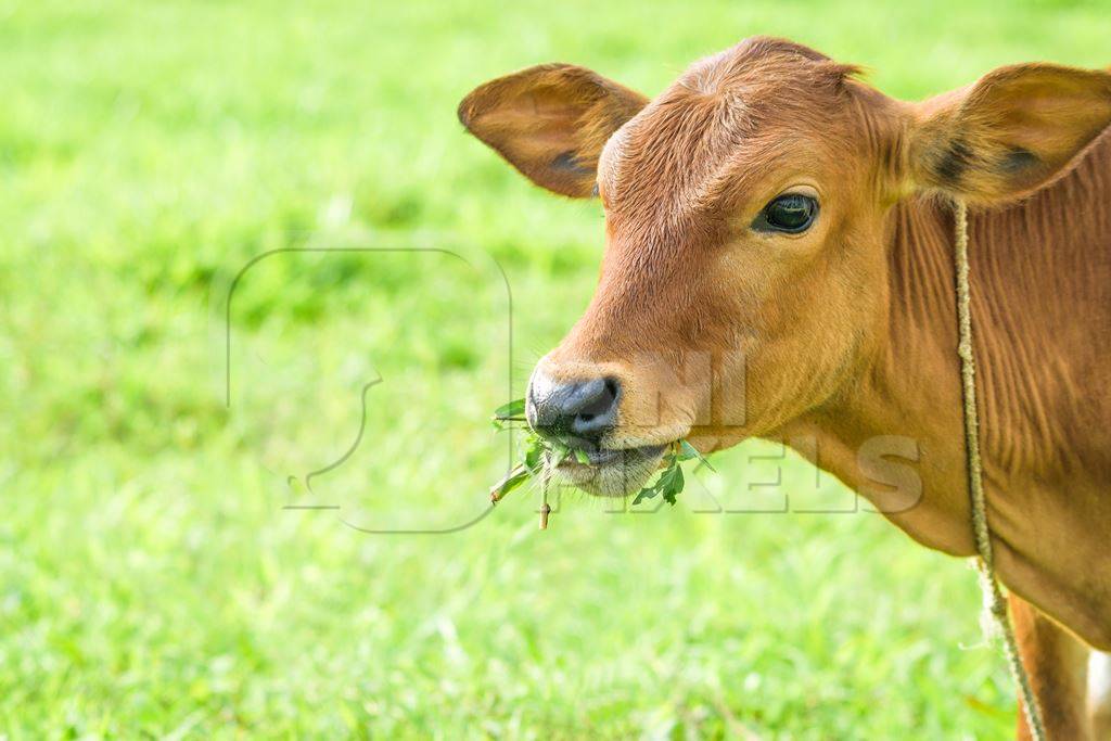 Brown calf eating grass with green field background in village