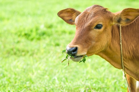 Brown calf eating grass with green field background in village