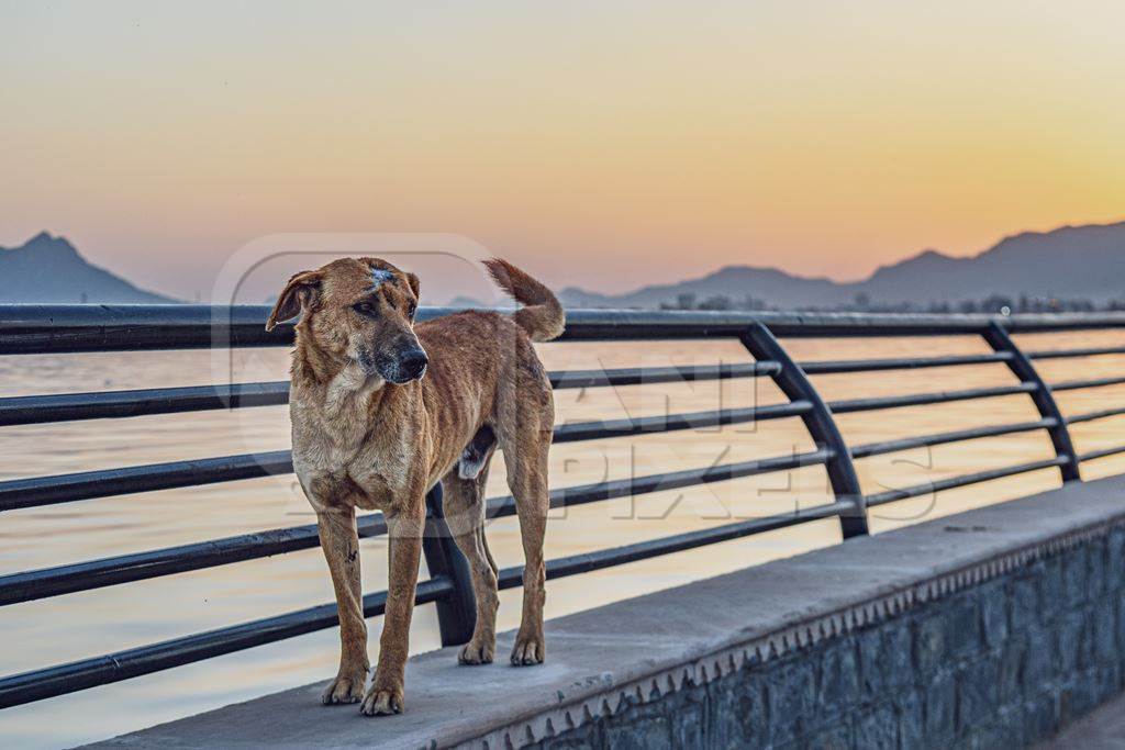 Indian street dog or stray pariah dog with scar on head at sunset at Ana Sagar lake, Ajmer, Rajasthan, India, 2022