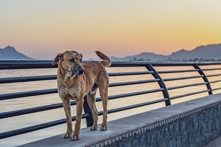 Indian street dog or stray pariah dog with scar on head at sunset at Ana Sagar lake, Ajmer, Rajasthan, India, 2022