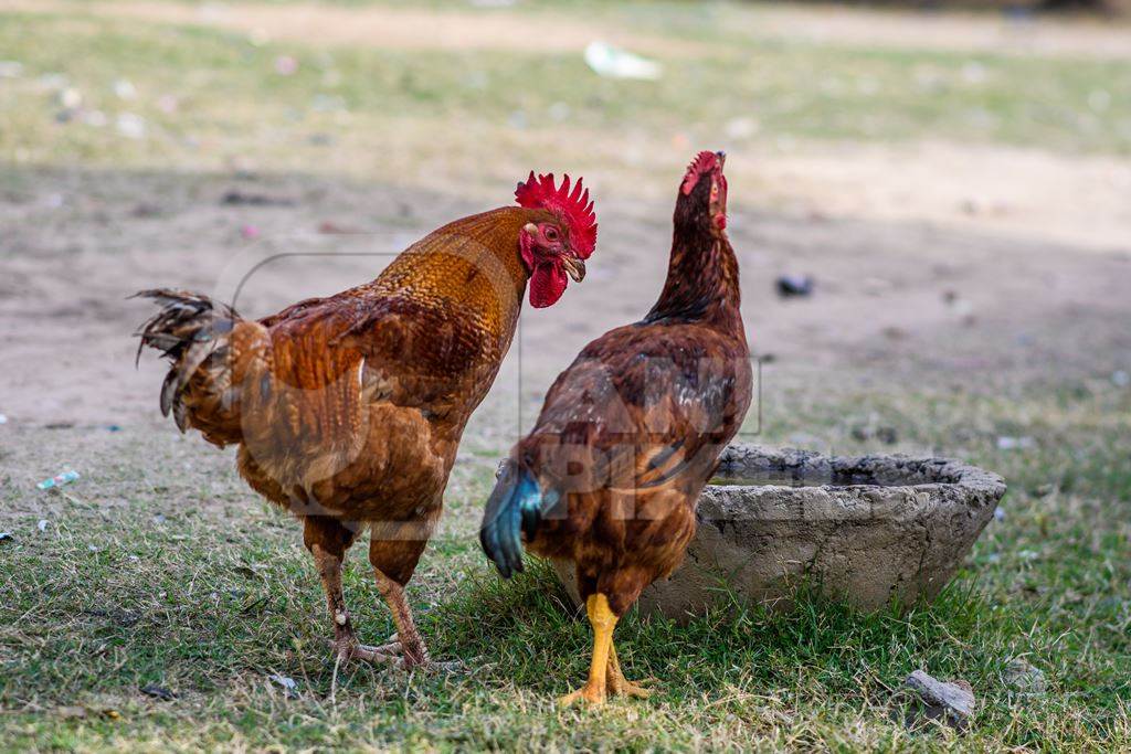 Rooster and chicken drinking from a waterbowl on a small farm in the urban city of Jaipur, India, 2022