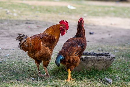 Rooster and chicken drinking from a waterbowl on a small farm in the urban city of Jaipur, India, 2022