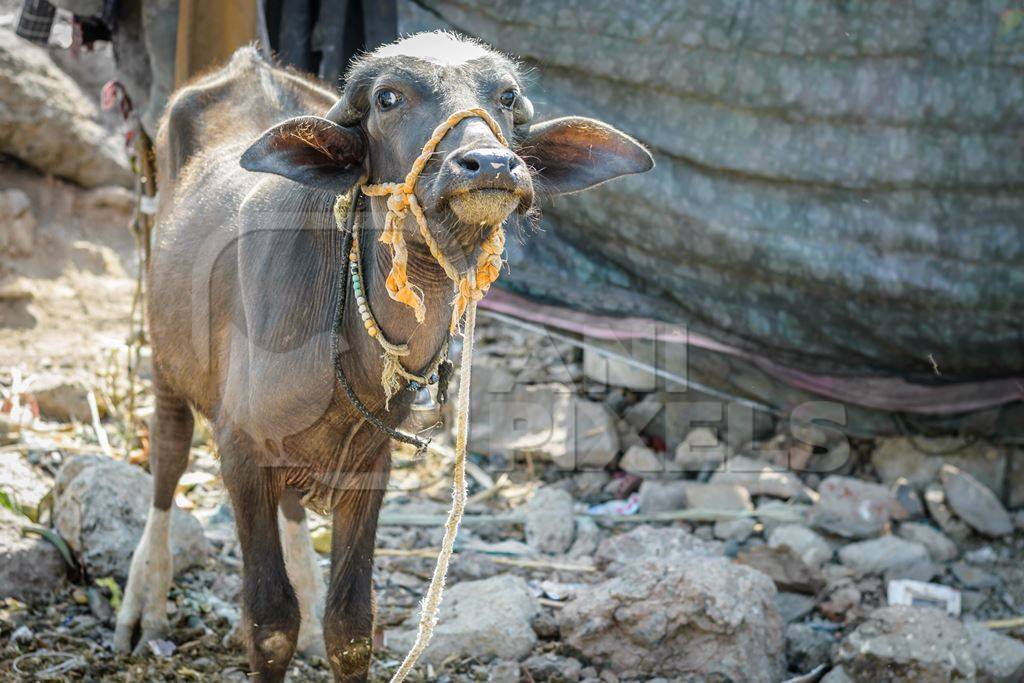 Farmed buffalo calf tied up in an urban dairy in Maharashtra