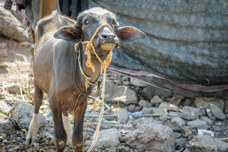 Farmed buffalo calf tied up in an urban dairy in Maharashtra