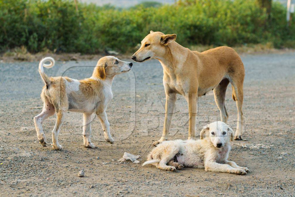 Mother street dog with litter of puppies in the city