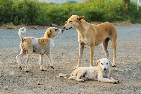 Mother street dog with litter of puppies in the city