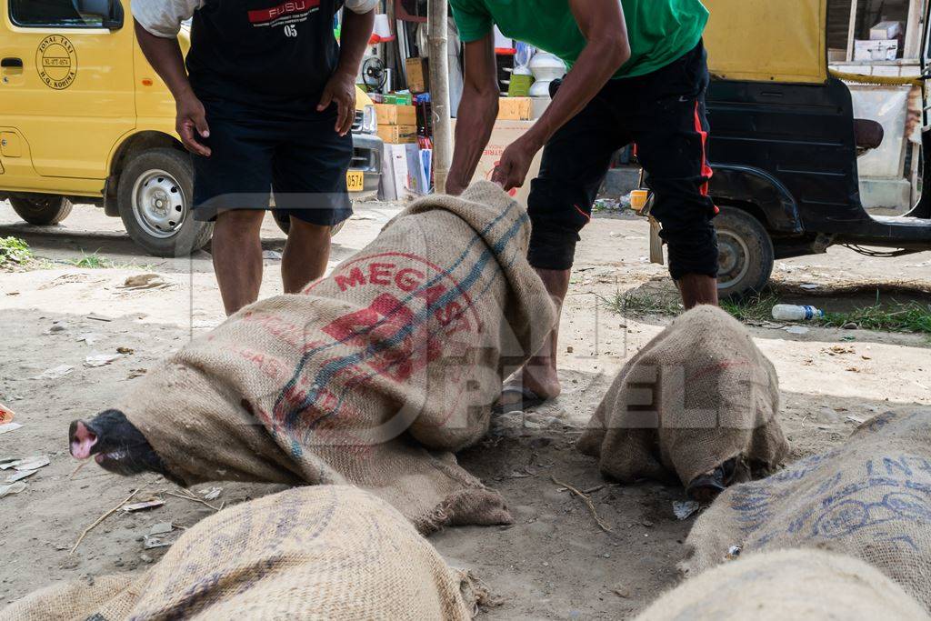 Pigs tied up in sacks and on sale for meat at the weekly animal market