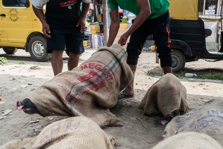 Pigs tied up in sacks and on sale for meat at the weekly animal market